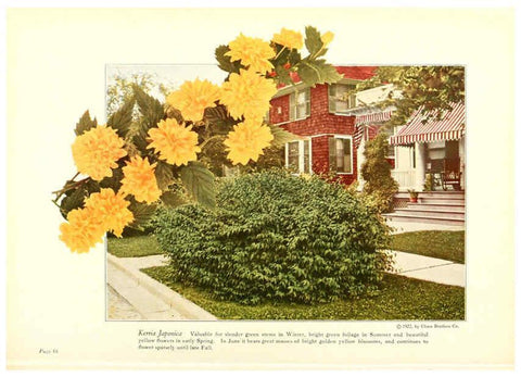 Reproducción/Reproduction 6237046717: Chase fruit and flowers in natural colors Rochester, N.Y.,Chase brothers company[c1922] 