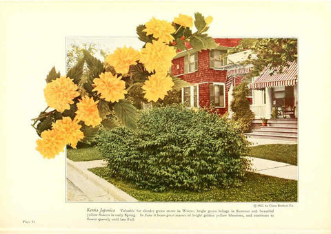 Reproducción/Reproduction 6237046717: Chase fruit and flowers in natural colors Rochester, N.Y.,Chase brothers company[c1922] 