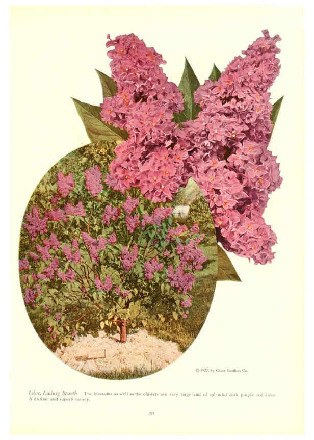 Reproducción/Reproduction 6237570138: Chase fruit and flowers in natural colors Rochester, N.Y.,Chase brothers company[c1922] 