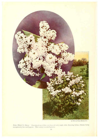 Reproducción/Reproduction 6237570372: Chase fruit and flowers in natural colors Rochester, N.Y.,Chase brothers company[c1922] 