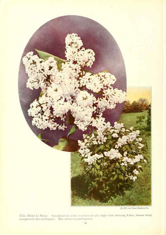 Reproducción/Reproduction 6237570372: Chase fruit and flowers in natural colors Rochester, N.Y.,Chase brothers company[c1922] 