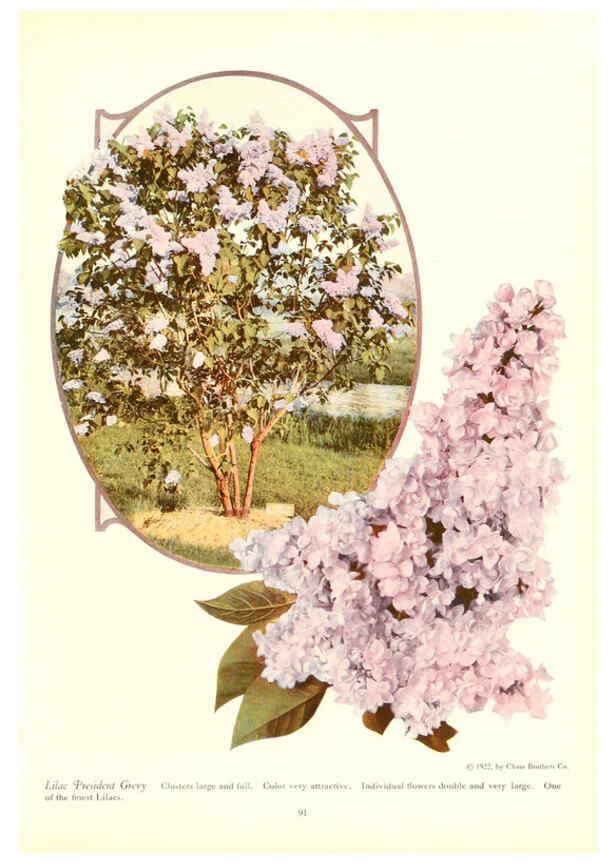 Reproducción/Reproduction 6237047295: Chase fruit and flowers in natural colors Rochester, N.Y.,Chase brothers company[c1922] 