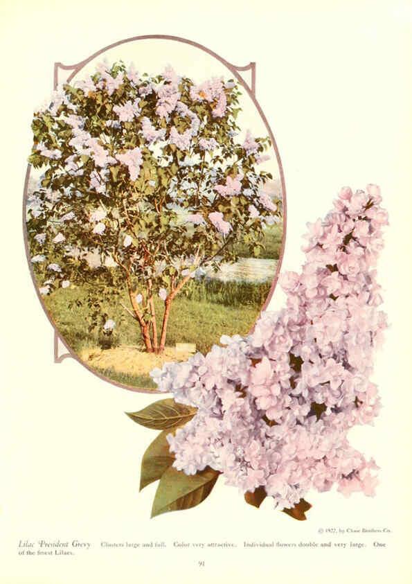 Reproducción/Reproduction 6237047295: Chase fruit and flowers in natural colors Rochester, N.Y.,Chase brothers company[c1922] 