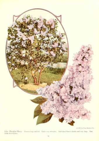 Reproducción/Reproduction 6237047295: Chase fruit and flowers in natural colors Rochester, N.Y.,Chase brothers company[c1922] 