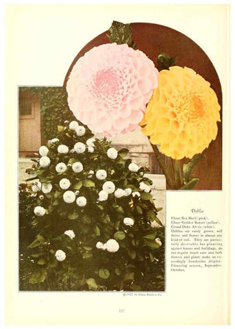 Reproducción/Reproduction 6237576164: Chase fruit and flowers in natural colors Rochester, N.Y.,Chase brothers company[c1922] 