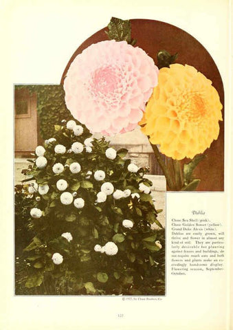 Reproducción/Reproduction 6237576164: Chase fruit and flowers in natural colors Rochester, N.Y.,Chase brothers company[c1922] 