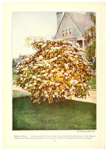 Reproducción/Reproduction 6237570778: Chase fruit and flowers in natural colors Rochester, N.Y.,Chase brothers company[c1922] 