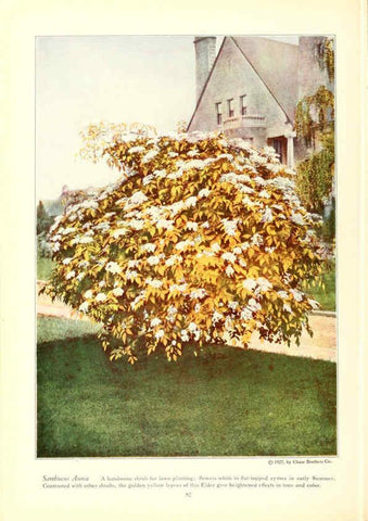 Reproducción/Reproduction 6237570778: Chase fruit and flowers in natural colors Rochester, N.Y.,Chase brothers company[c1922] 
