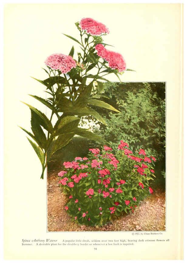 Reproducción/Reproduction 6237048009: Chase fruit and flowers in natural colors Rochester, N.Y.,Chase brothers company[c1922] 