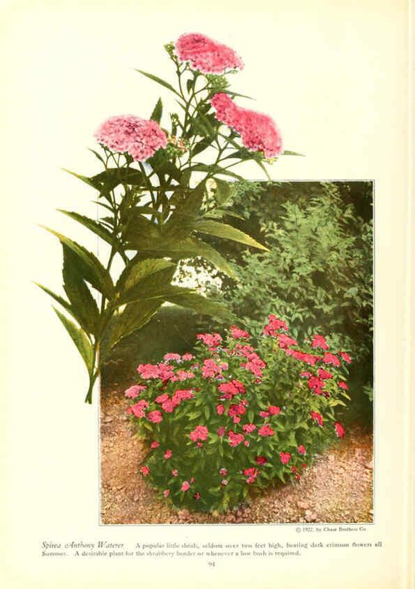 Reproducción/Reproduction 6237048009: Chase fruit and flowers in natural colors Rochester, N.Y.,Chase brothers company[c1922] 