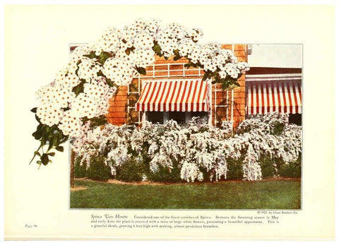 Reproducción/Reproduction 6237571582: Chase fruit and flowers in natural colors Rochester, N.Y.,Chase brothers company[c1922] 