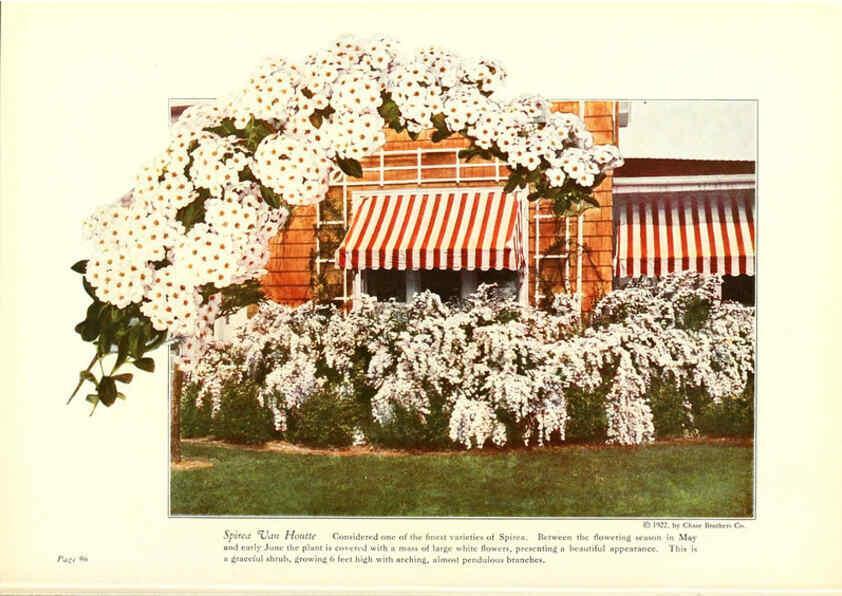 Reproducción/Reproduction 6237571582: Chase fruit and flowers in natural colors Rochester, N.Y.,Chase brothers company[c1922] 
