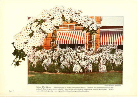 Reproducción/Reproduction 6237571582: Chase fruit and flowers in natural colors Rochester, N.Y.,Chase brothers company[c1922] 