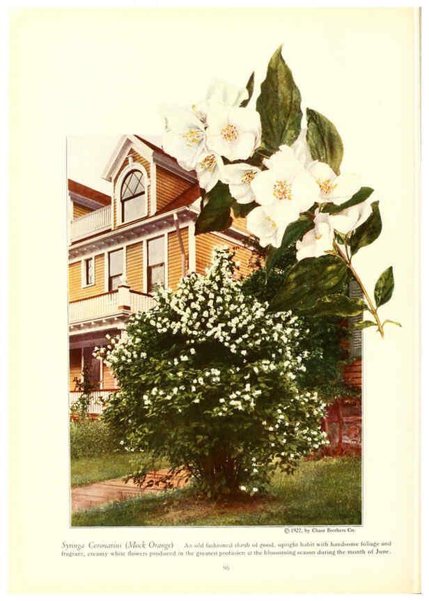 Reproducción/Reproduction 6237048785: Chase fruit and flowers in natural colors Rochester, N.Y.,Chase brothers company[c1922] 