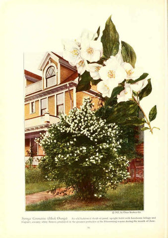 Reproducción/Reproduction 6237048785: Chase fruit and flowers in natural colors Rochester, N.Y.,Chase brothers company[c1922] 