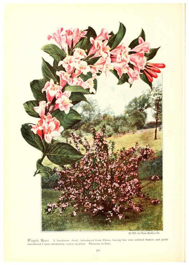 Reproducción/Reproduction 6237572478: Chase fruit and flowers in natural colors Rochester, N.Y.,Chase brothers company[c1922] 