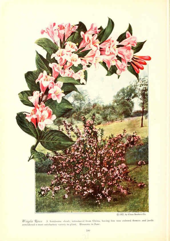 Reproducción/Reproduction 6237572478: Chase fruit and flowers in natural colors Rochester, N.Y.,Chase brothers company[c1922] 