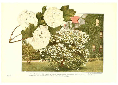 Reproducción/Reproduction 6237571018: Chase fruit and flowers in natural colors Rochester, N.Y.,Chase brothers company[c1922] 