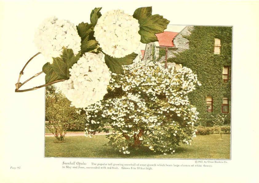 Reproducción/Reproduction 6237571018: Chase fruit and flowers in natural colors Rochester, N.Y.,Chase brothers company[c1922] 