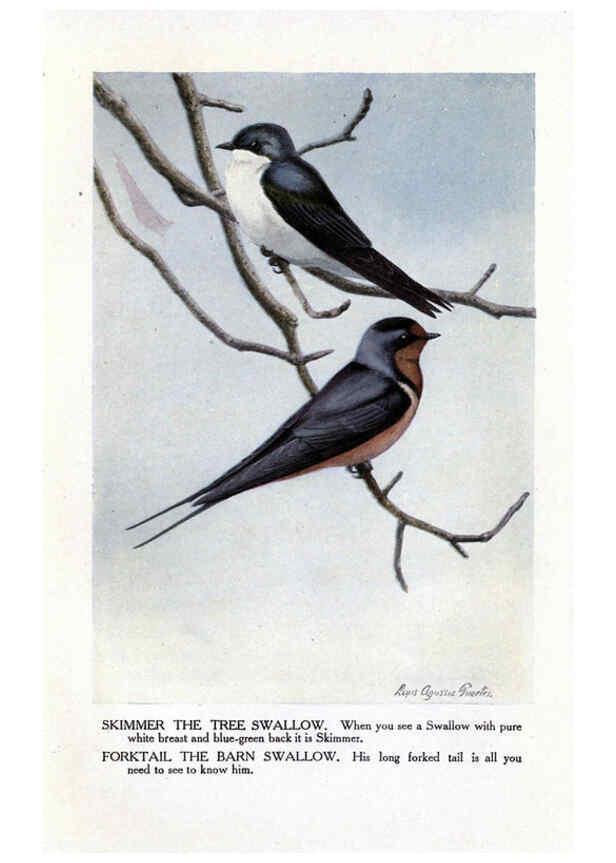 Reproducción/Reproduction 6243813984: The Burgess bird book for children Boston :Little, Brown, and company,1919