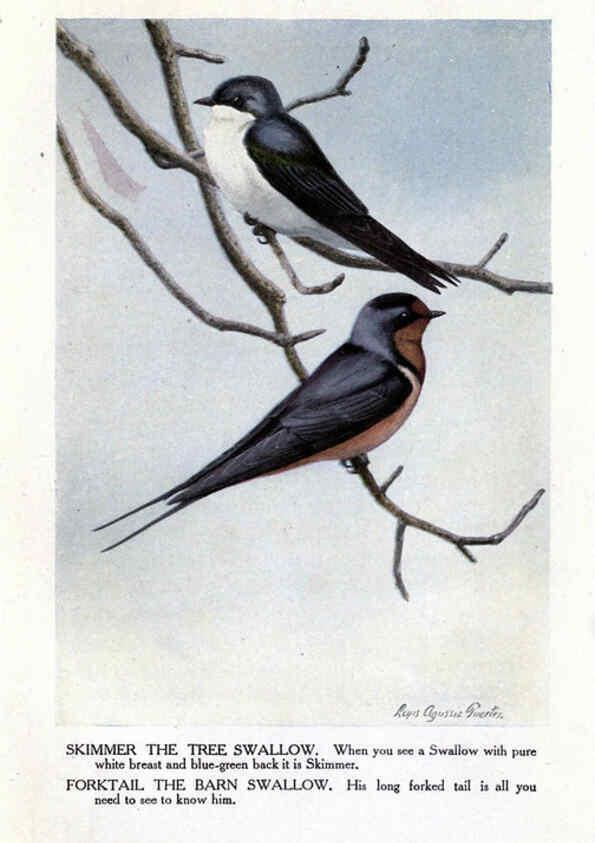 Reproducción/Reproduction 6243813984: The Burgess bird book for children Boston :Little, Brown, and company,1919
