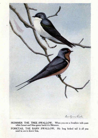 Reproducción/Reproduction 6243813984: The Burgess bird book for children Boston :Little, Brown, and company,1919