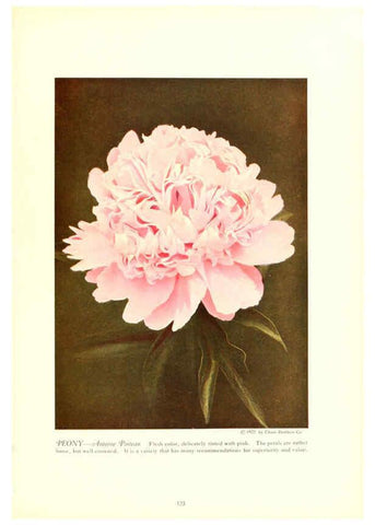 Reproducción/Reproduction 6237053263: Chase fruit and flowers in natural colors Rochester, N.Y.,Chase brothers company[c1922] 