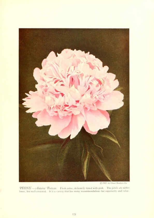 Reproducción/Reproduction 6237053263: Chase fruit and flowers in natural colors Rochester, N.Y.,Chase brothers company[c1922] 