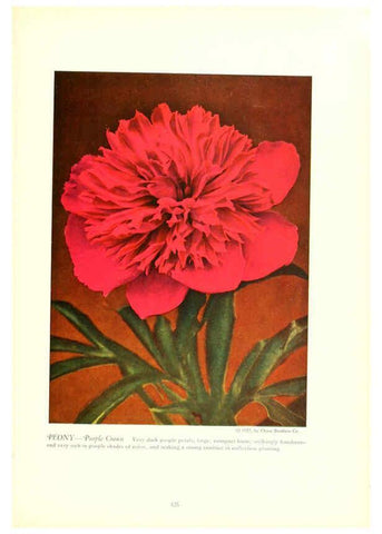 Reproducción/Reproduction 6237053573: Chase fruit and flowers in natural colors Rochester, N.Y.,Chase brothers company[c1922] 