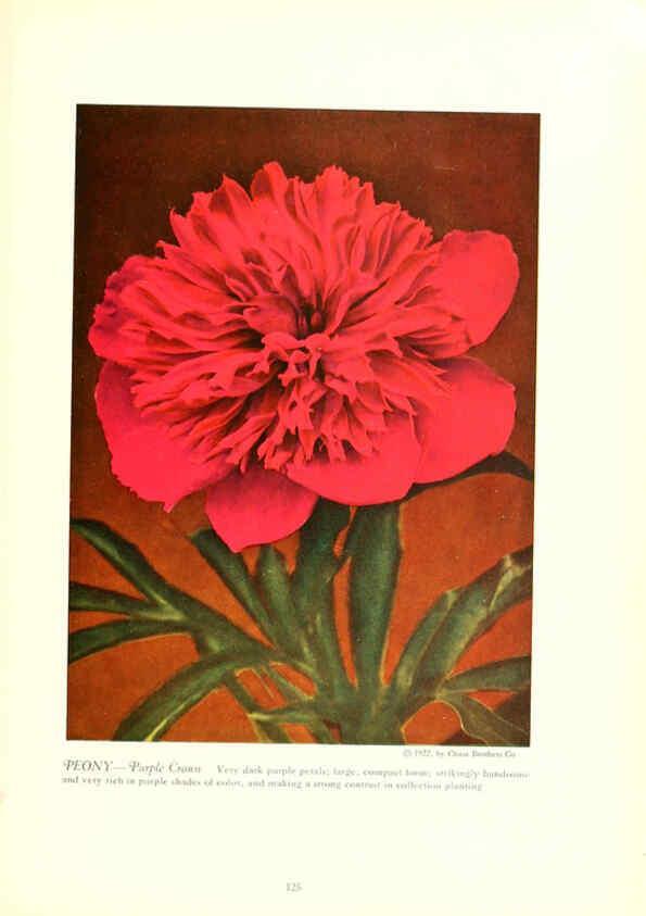 Reproducción/Reproduction 6237053573: Chase fruit and flowers in natural colors Rochester, N.Y.,Chase brothers company[c1922] 