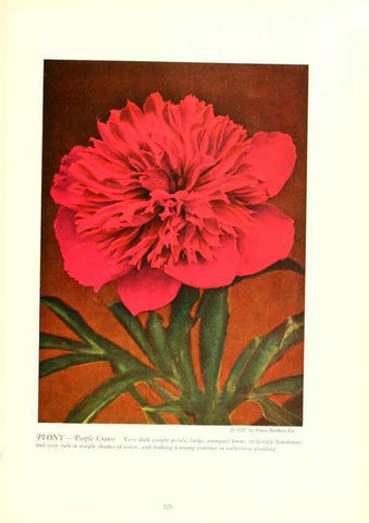Reproducción/Reproduction 6237053573: Chase fruit and flowers in natural colors Rochester, N.Y.,Chase brothers company[c1922] 
