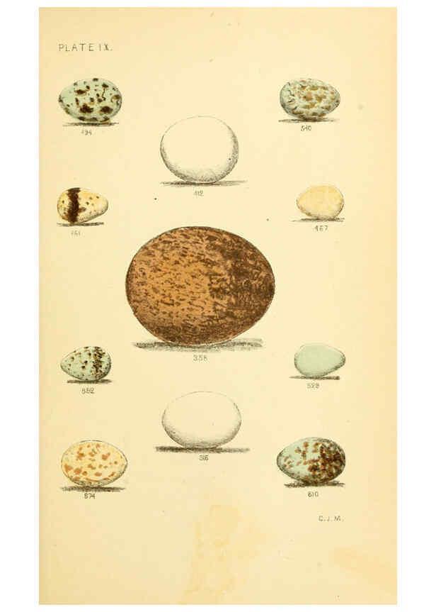 Reproducción/Reproduction 6237078157: Eggs of North American birds Boston,De Wolfe, Fiske & co.,1890