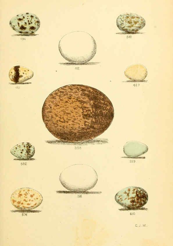 Reproducción/Reproduction 6237078157: Eggs of North American birds Boston,De Wolfe, Fiske & co.,1890