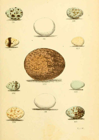 Reproducción/Reproduction 6237078157: Eggs of North American birds Boston,De Wolfe, Fiske & co.,1890