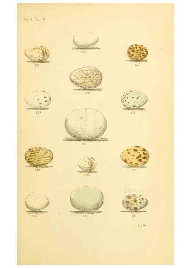 Reproducción/Reproduction 6237078327: Eggs of North American birds Boston,De Wolfe, Fiske & co.,1890