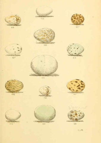 Reproducción/Reproduction 6237078327: Eggs of North American birds Boston,De Wolfe, Fiske & co.,1890