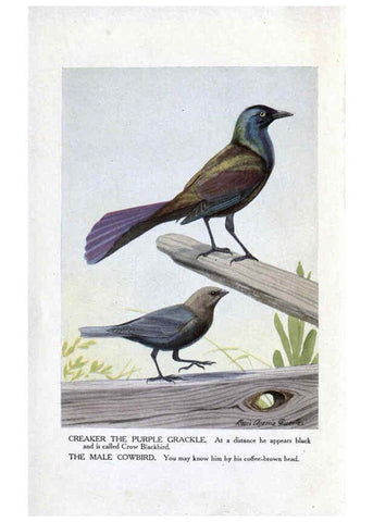 Reproducción/Reproduction 6243294447: The Burgess bird book for children Boston :Little, Brown, and company,1919