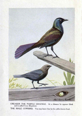 Reproducción/Reproduction 6243294447: The Burgess bird book for children Boston :Little, Brown, and company,1919