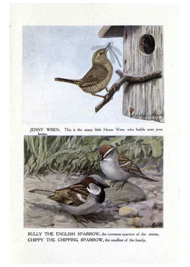 Reproducción/Reproduction 6243811016: The Burgess bird book for children Boston :Little, Brown, and company,1919