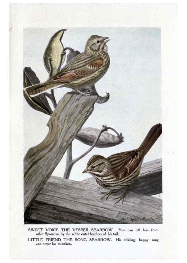 Reproducción/Reproduction 6243295015: The Burgess bird book for children Boston :Little, Brown, and company,1919
