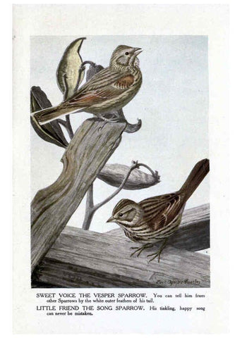 Reproducción/Reproduction 6243295015: The Burgess bird book for children Boston :Little, Brown, and company,1919