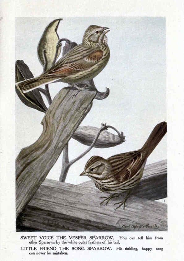 Reproducción/Reproduction 6243295015: The Burgess bird book for children Boston :Little, Brown, and company,1919