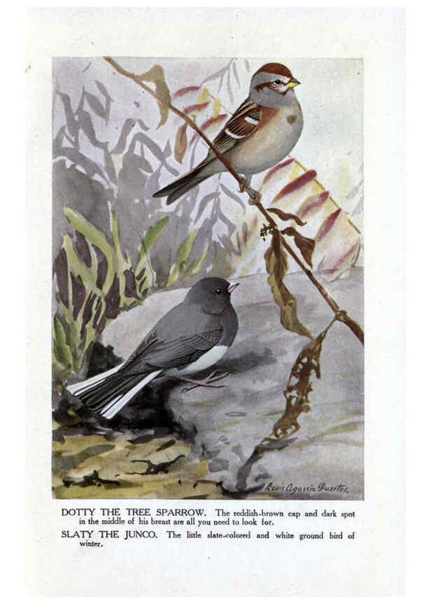 Reproducción/Reproduction 6243811500: The Burgess bird book for children Boston :Little, Brown, and company,1919