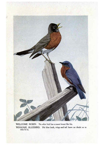 Reproducción/Reproduction 6243295373: The Burgess bird book for children Boston :Little, Brown, and company,1919