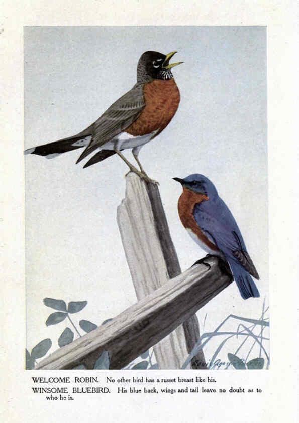 Reproducción/Reproduction 6243295373: The Burgess bird book for children Boston :Little, Brown, and company,1919