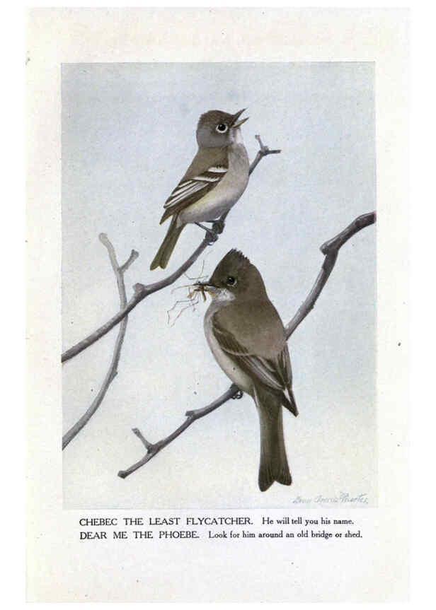 Reproducción/Reproduction 6243295595: The Burgess bird book for children Boston :Little, Brown, and company,1919