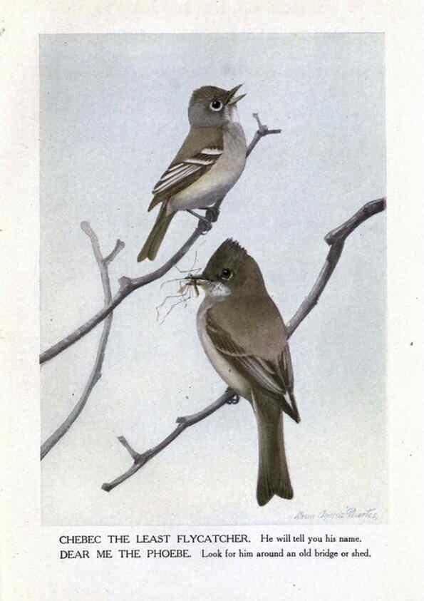 Reproducción/Reproduction 6243295595: The Burgess bird book for children Boston :Little, Brown, and company,1919