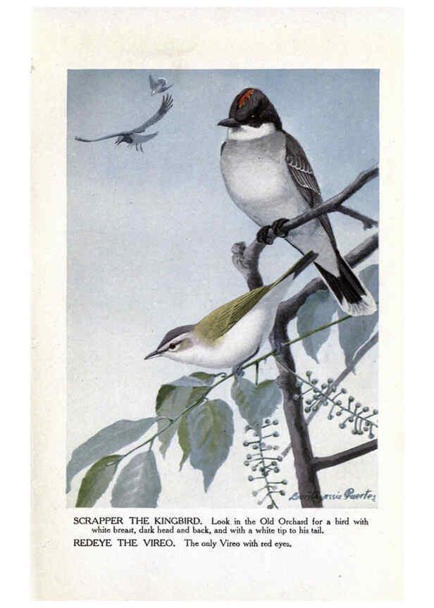 Reproducción/Reproduction 6243812160: The Burgess bird book for children Boston :Little, Brown, and company,1919