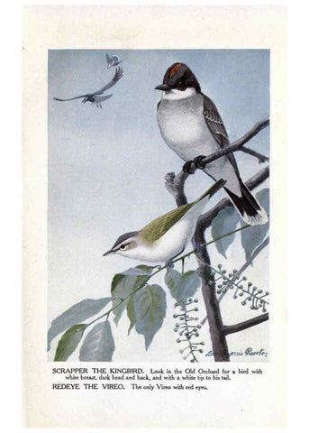 Reproducción/Reproduction 6243812160: The Burgess bird book for children Boston :Little, Brown, and company,1919