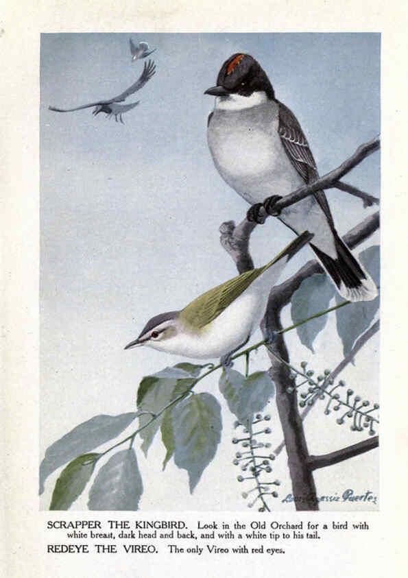Reproducción/Reproduction 6243812160: The Burgess bird book for children Boston :Little, Brown, and company,1919